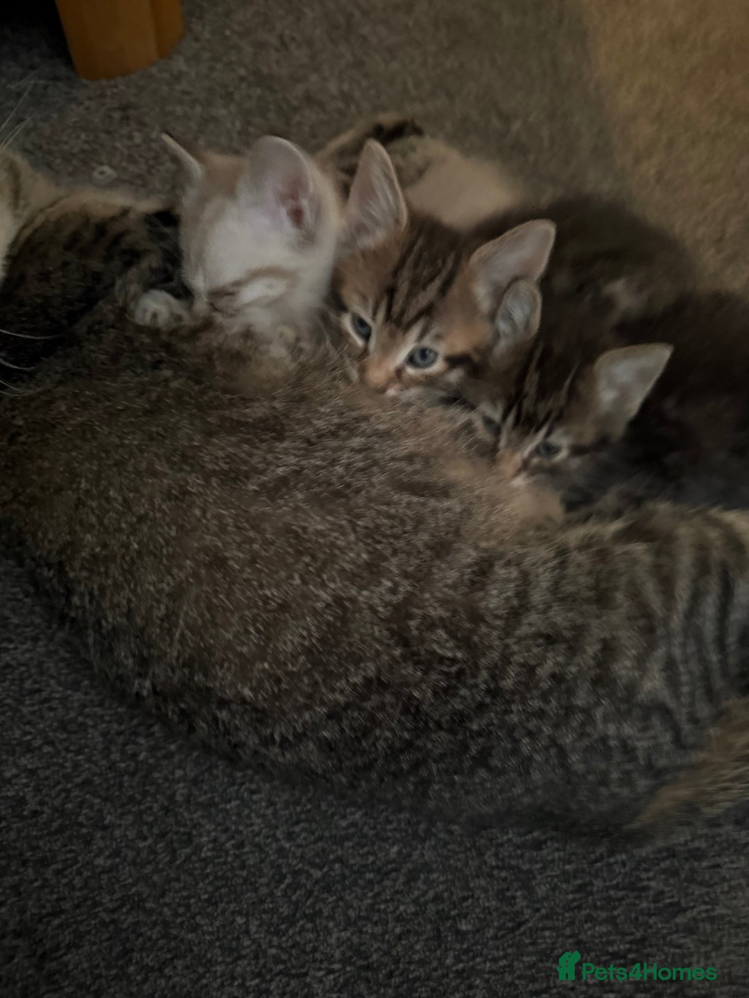 Mixed Breed cats for sale: Beautiful kittens - Image 3