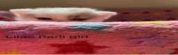 British Shorthair cats for sale: GCCF GrCh, GrCh, Ch line kittens - Advert 5