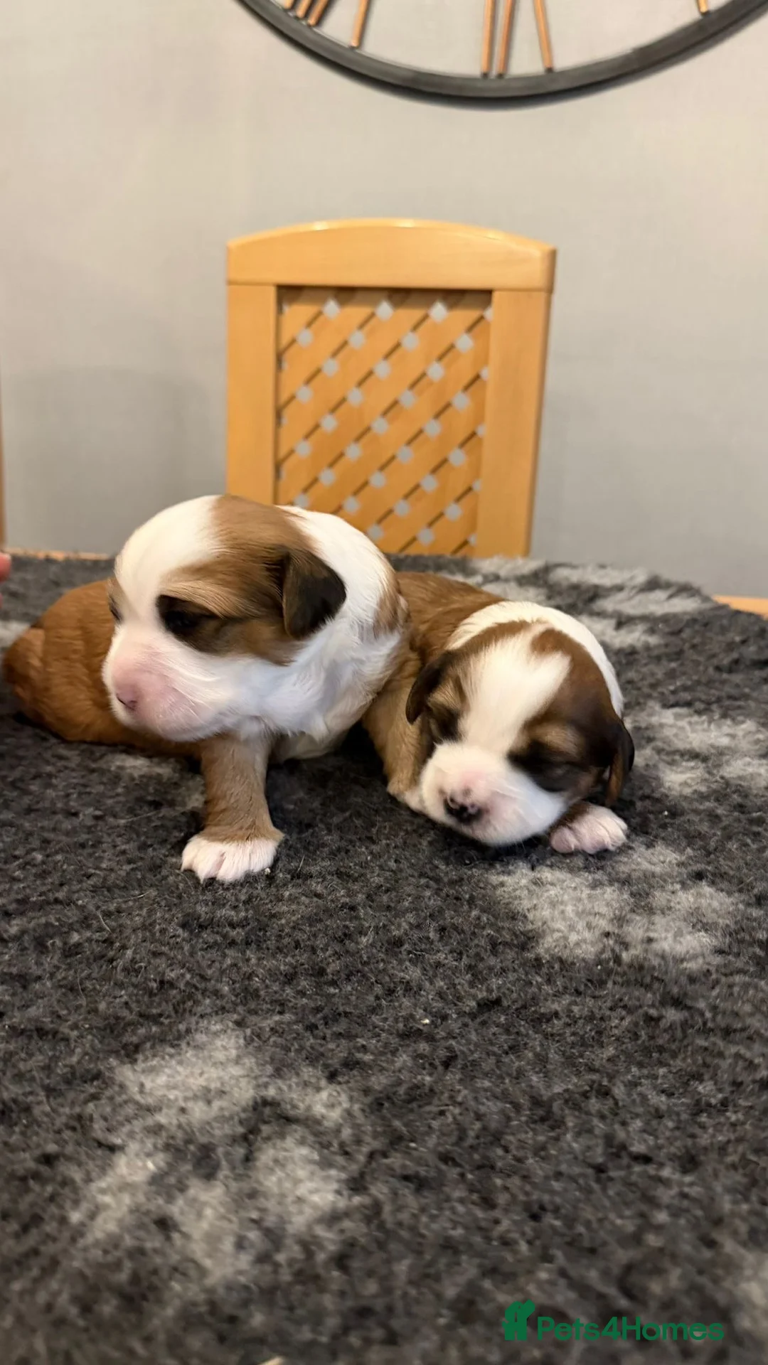 Tibetan Terrier dogs for sale: Kennel club registered Tibetan terrier puppies  - Advert 3