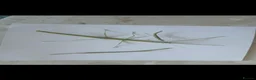 Stick Insects invertebrates for sale: Indian stick insects for sale  - Advert 3