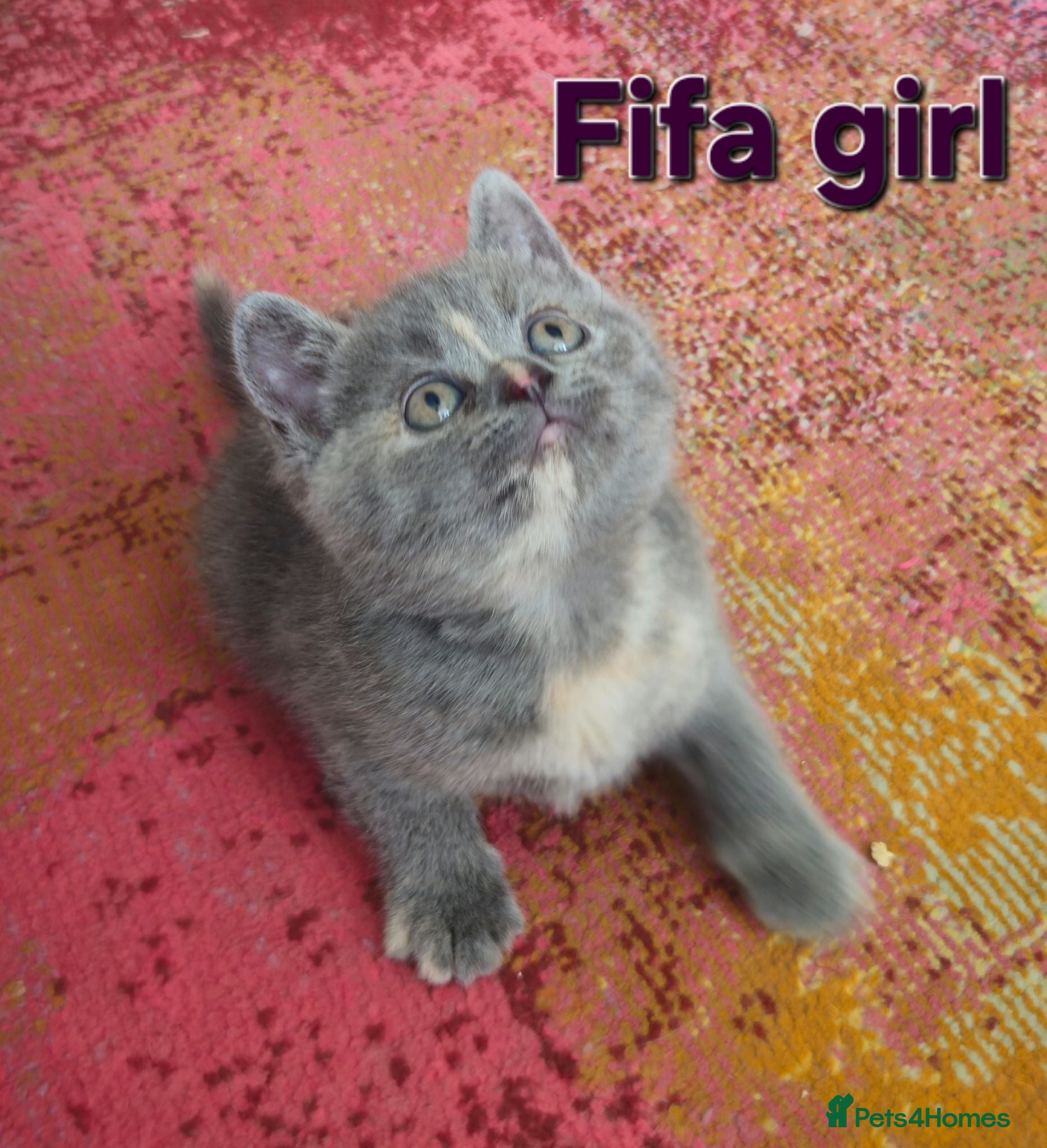 British Shorthair cats Gorgeous British shorthair kittens - Advert 1