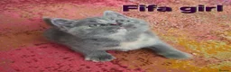 British Shorthair cats for sale: Gorgeous British shorthair kittens - Advert 9