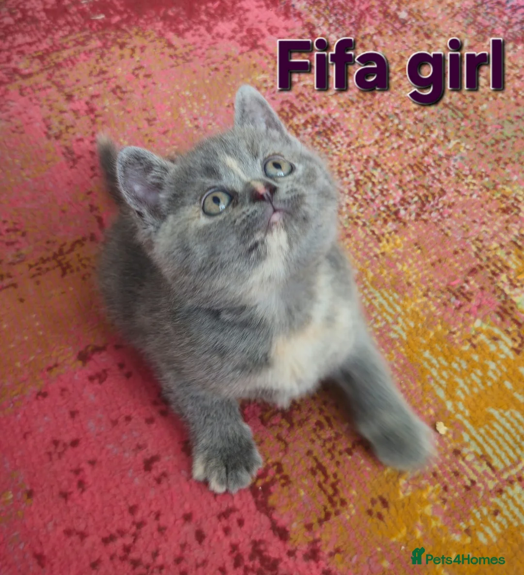 British Shorthair cats for sale: Gorgeous British shorthair kittens - Advert 1