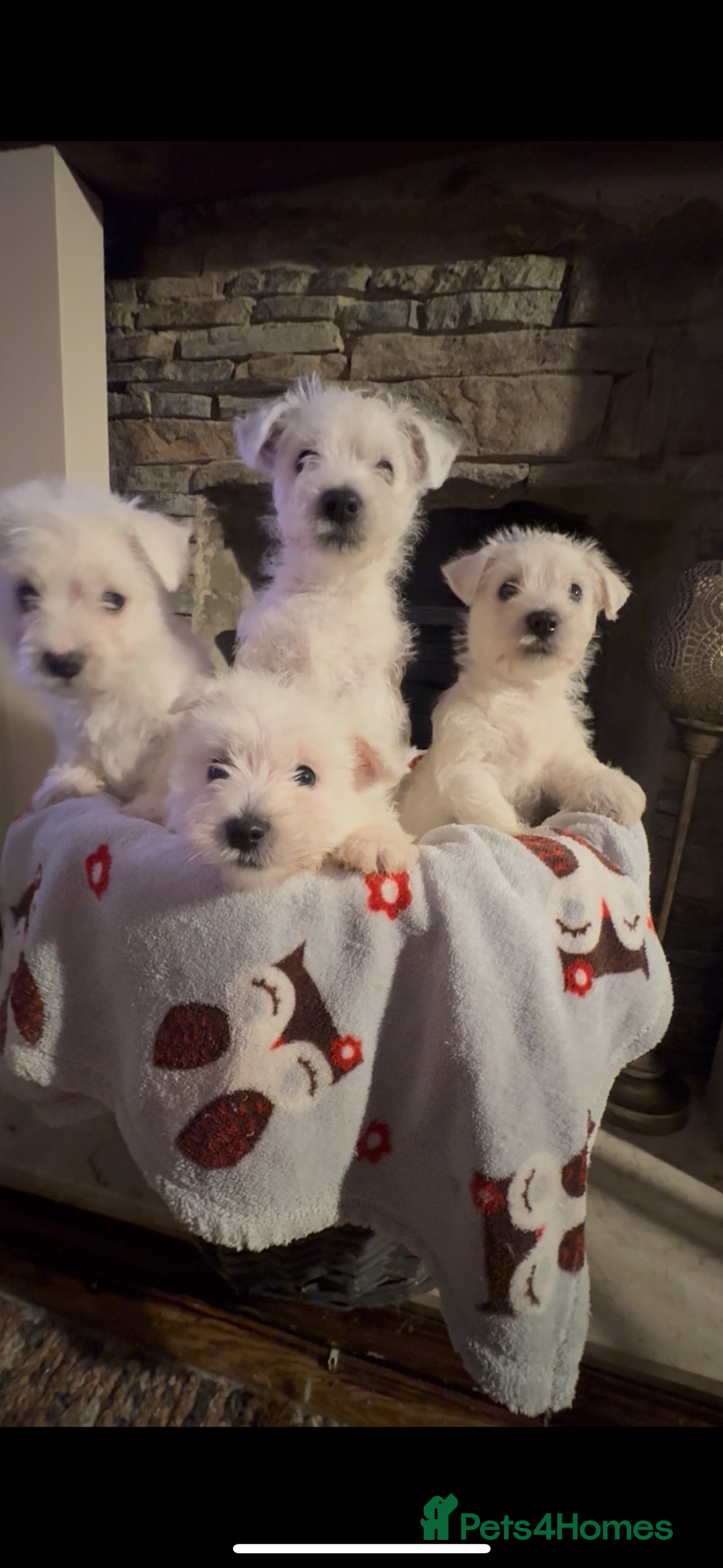 West Highland Terrier dogs for sale: West highland terriers  - Advert 2