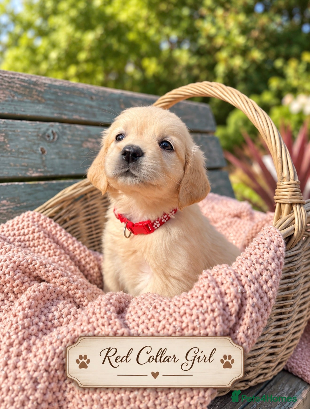 Golden Retriever dogs Beautiful KC Puppies No Endorsements  - Advert 11