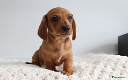 Miniature Dachshund dogs for sale: Ready now Miniature smoothhaired dachshunds - Image 13