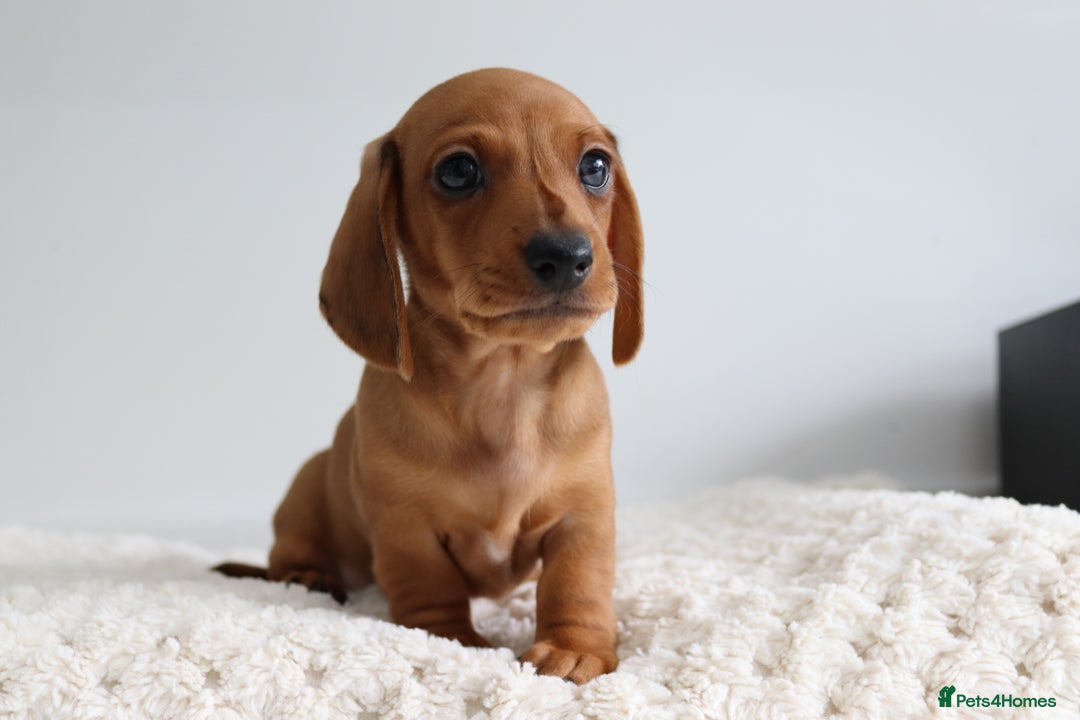 Miniature Dachshund dogs for sale: Ready now Miniature smoothhaired dachshunds - Image 13