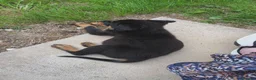 Rottweiler dogs for sale: Rottweiler - Advert 11