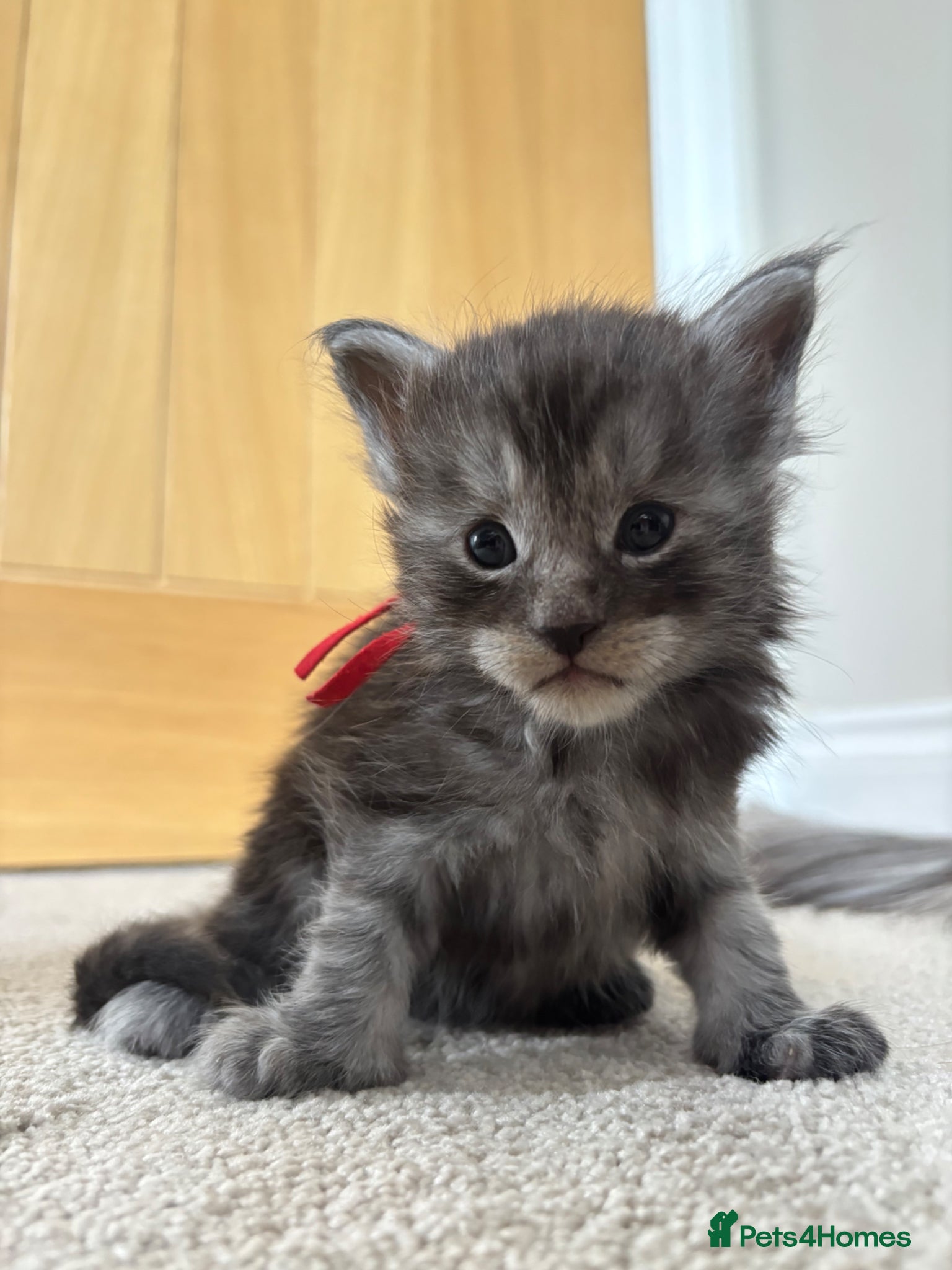 Maine Coon cats for sale: TICA Maine Coon Kittens  - Advert 22