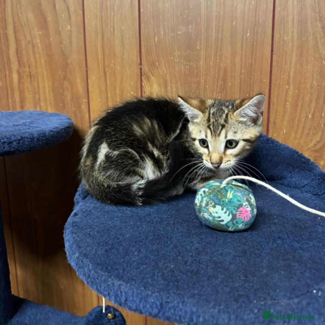 Bengal cats for sale: ​​Bengal Mix - Boy Kitten. Ready 2 Go! - Image 11