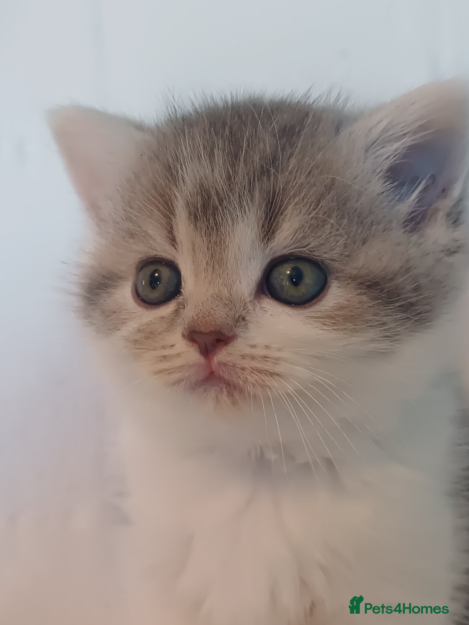 British Shorthair cats for sale: Gorgeous Brittish Shorthair 🐱 - Advert 26
