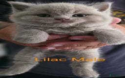 British Shorthair cats for sale: 🐈‍⬛ Last Blue Male 🐈‍⬛ British Shorthair - Image 7