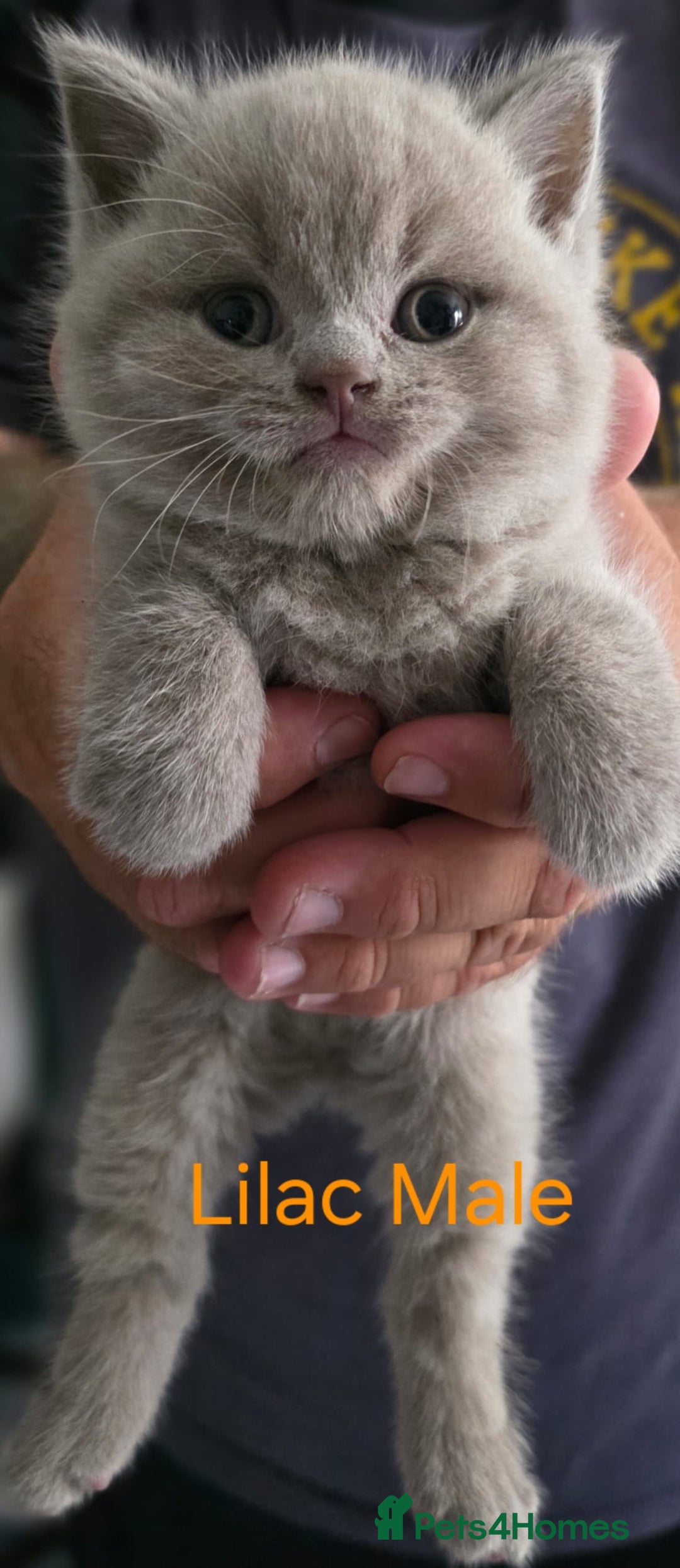 British Shorthair cats for sale: 🐈‍⬛ Last Blue Male 🐈‍⬛ British Shorthair - Image 7