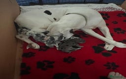 Great Dane dogs for sale: Purebred Great Dane Puppies – European Bloodline  - Image 14