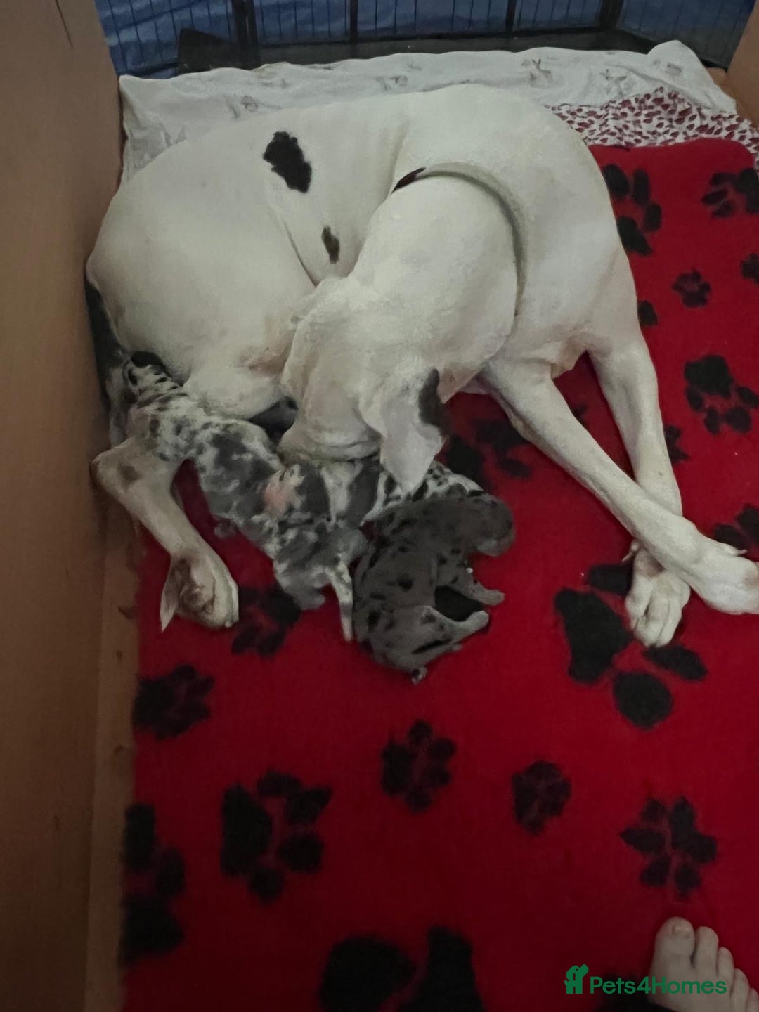 Great Dane dogs for sale: Purebred Great Dane Puppies – European Bloodline  - Image 14