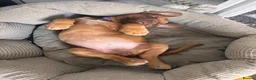 Dogue De Bordeaux dogs for sale: Beautiful Girl looking for forever home - Advert 6