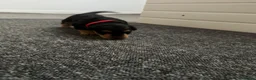 Airedale Terrier dogs for sale: Airedale Terrier Puppies in Cambridge - Advert 6