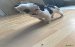 Bordoodle dogs for sale: 8 beutifull bordoodle puppys - Image 3