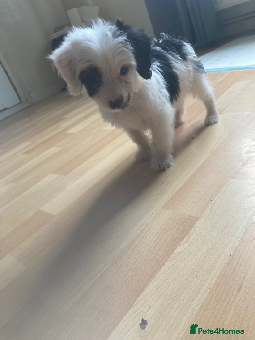Bordoodle dogs for sale: 8 beutifull bordoodle puppys - Image 3