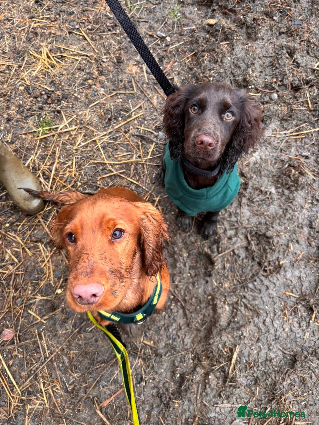 Cocker Spaniel dogs for sale: 6 month old Working Cocker spaniel Bitch - Advert 4