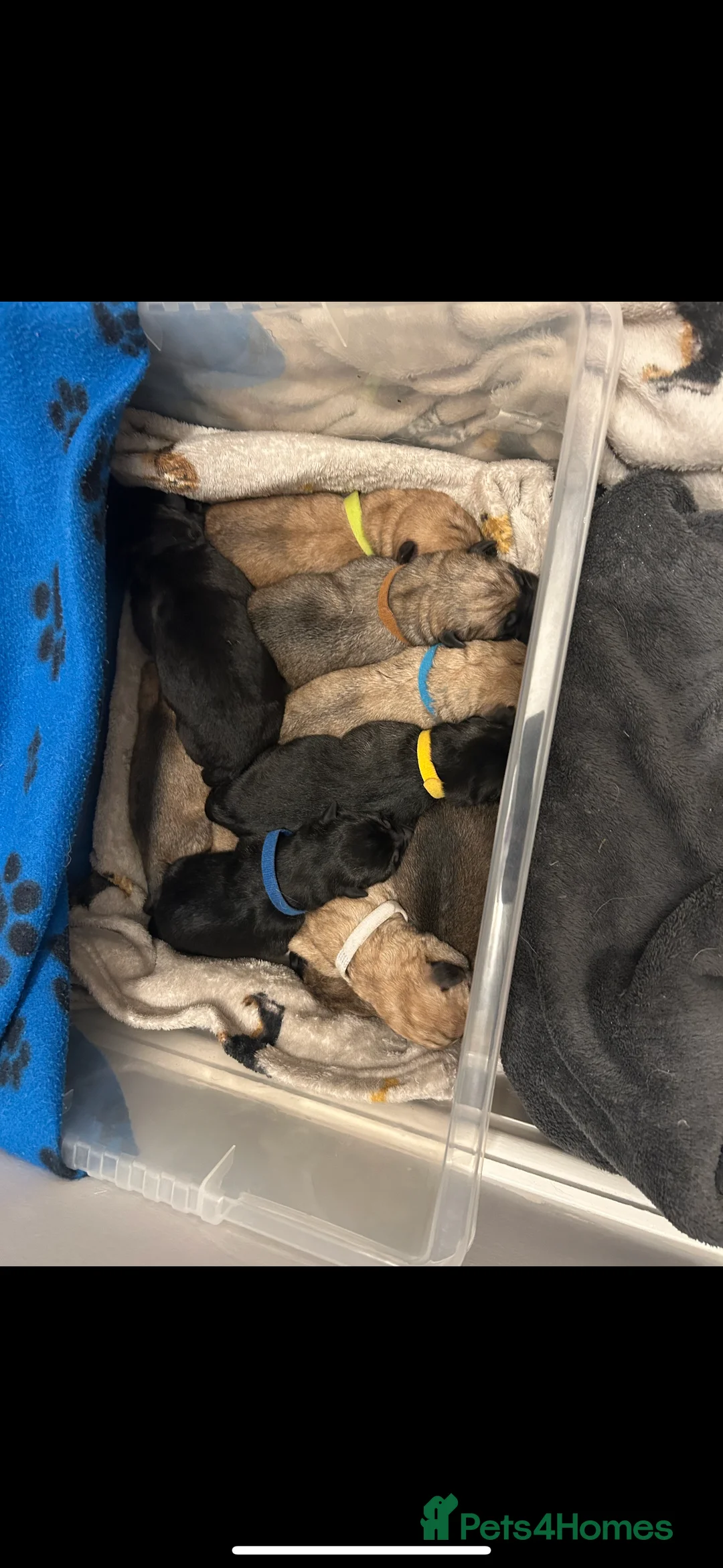 German Shepherd dogs for stud: PROVEN BIG BONED GERMAN SHEPHERD FOR STUD  in Romford - Advert 12