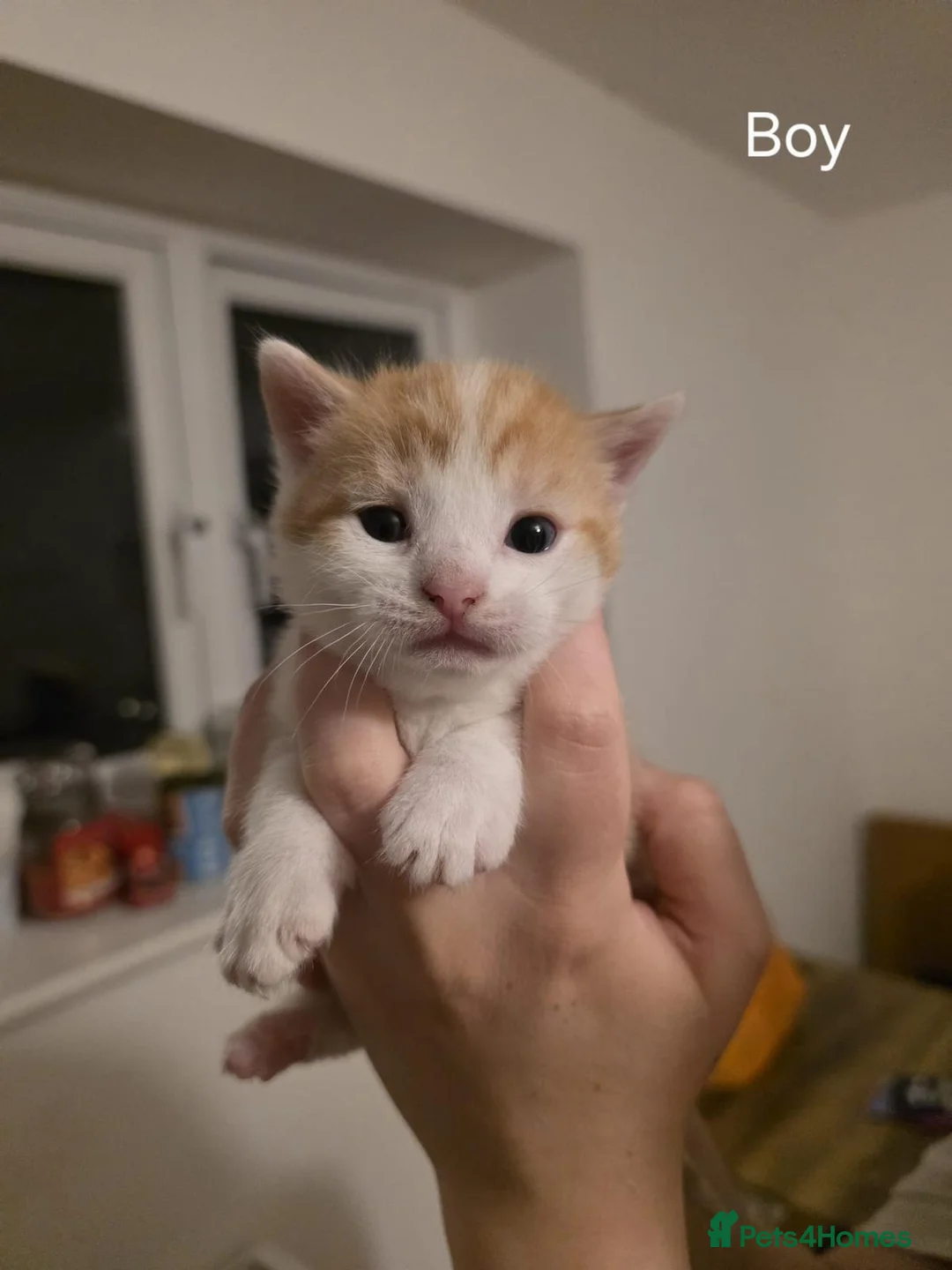 Mixed Breed cats for sale: 6 beautiful kittens for sale to good homes - Advert 17