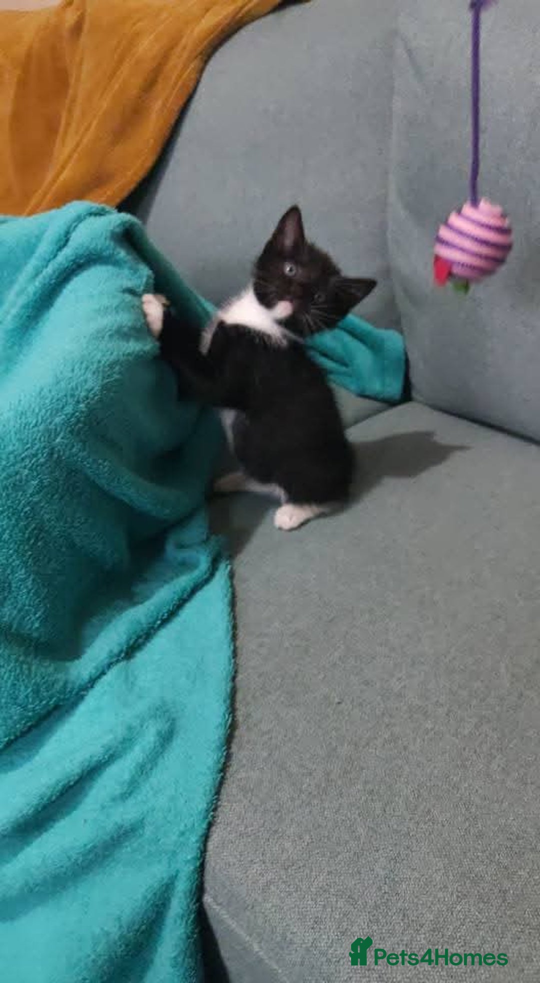 Mixed Breed cats for sale: Adorable kittens  - Image 12