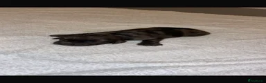 Cocker Spaniel 5