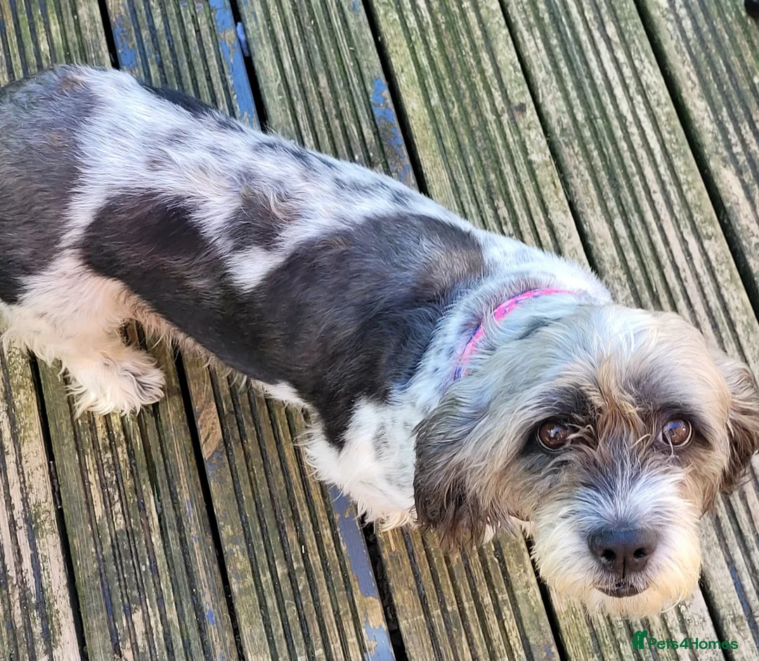 Mixed Breed dogs for sale: Boy puppy - Advert 7