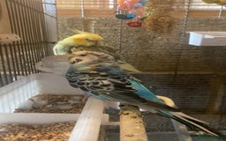 Budgerigars birds for sale: 11 budgies and 1 cocktails  - Image 3