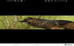 German Shepherd dogs for sale: German Shepherd  - Image 11