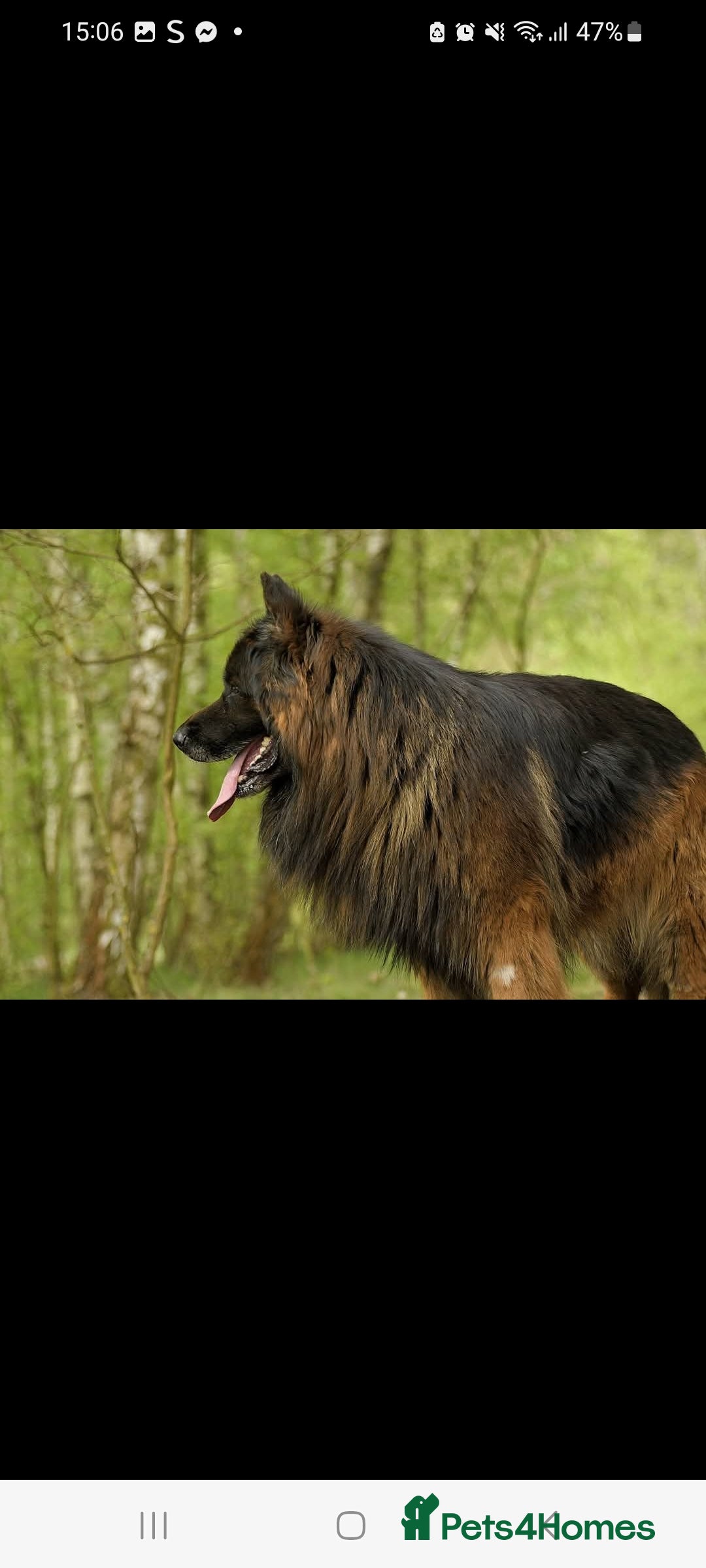 German Shepherd dogs for sale: German Shepherd  - Image 11