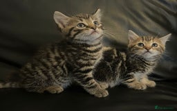 Mixed Breed cats for sale: Beautiful full marble/stripy kittens - Image 12