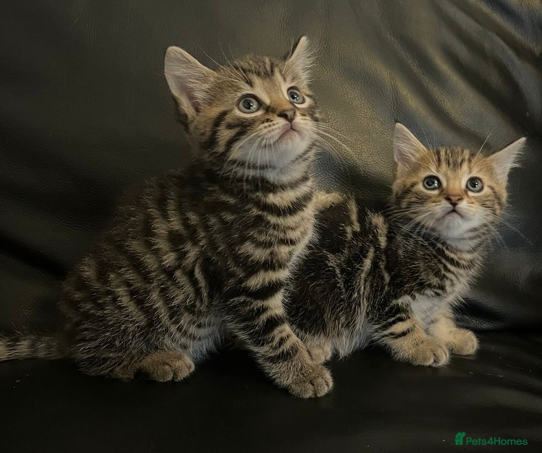 Mixed Breed cats for sale: Beautiful full marble/stripy kittens - Image 12
