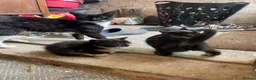 Mixed Breed cats for sale: Friendly little kittens looking for homes  - Advert 2