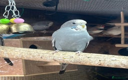 Budgerigars birds for sale: Baby budgies for sale  - Image 3