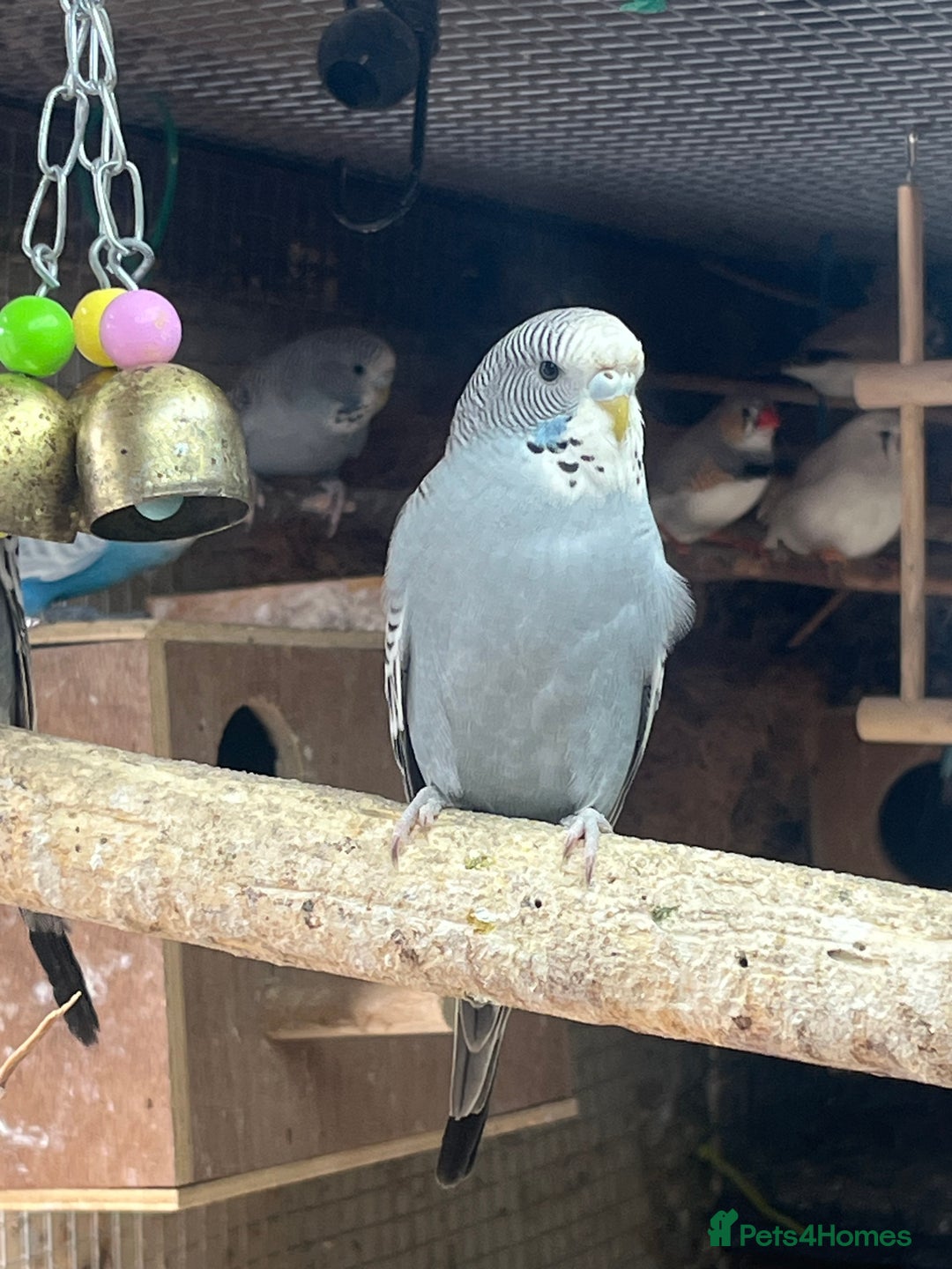 Budgerigars birds for sale: Baby budgies for sale  - Image 3