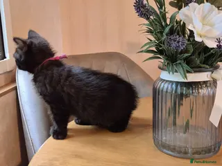 Bengal cats Bengal x British shorthair - Advert 6