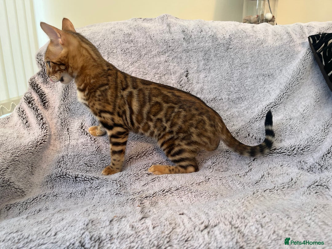 Bengal cats for sale: 😻OUTSTANDING TICA reg BENGAL KITTENS  - Image 4