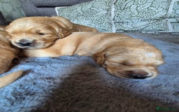 Golden Retriever dogs for sale: KC Golden Retriever Puppies - Image 7
