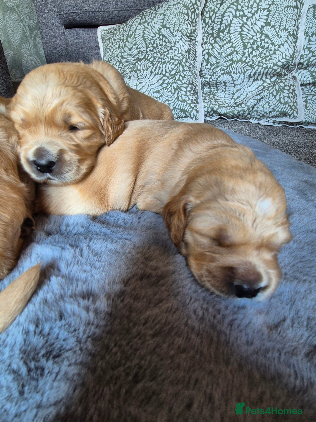 Golden Retriever dogs for sale: KC Golden Retriever Puppies - Image 7
