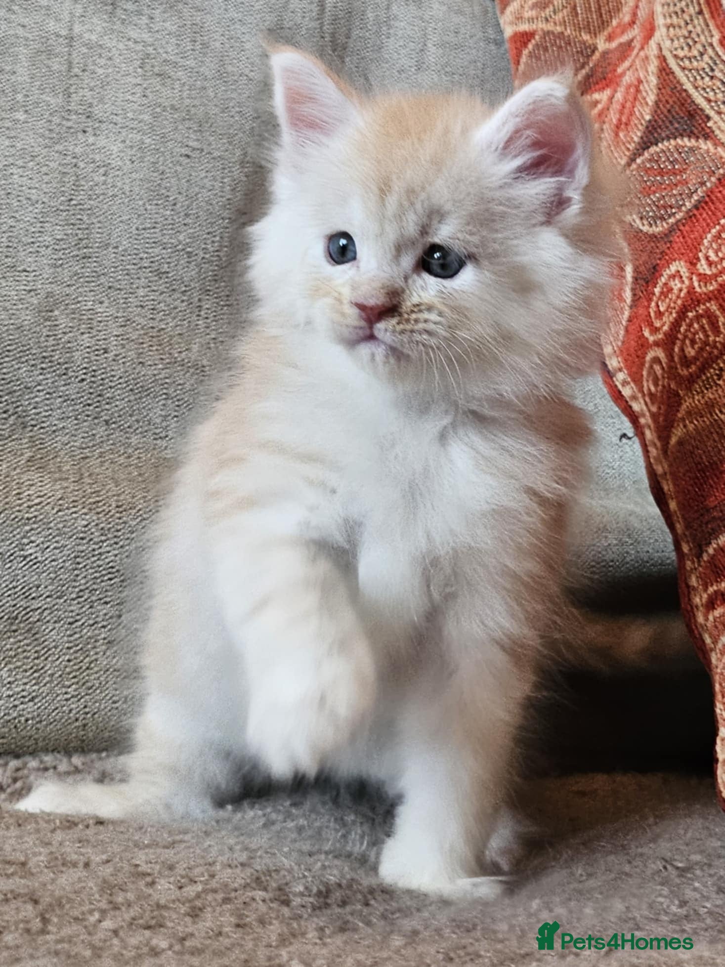 Maine Coon cats XXL Exceptional Pedigree Kittens Russian line - Advert 9