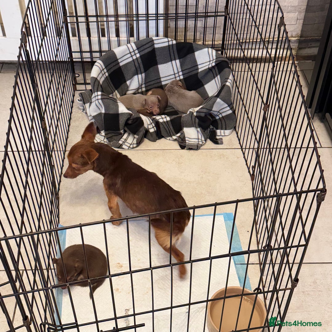 Jack Russell dogs for sale: Stunning miniature jack Russell puppies  - Advert 13