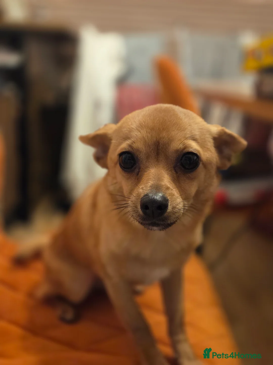 Pomchi dogs for sale: Beautiful poaching girl needing her forever home  - Advert 5