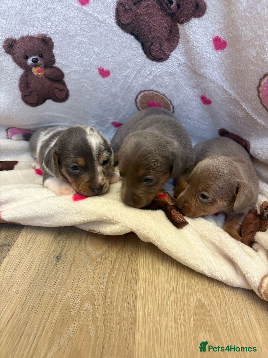 Mixed Breed dogs for sale: Jack Russel/miniature Datchound - Image 6