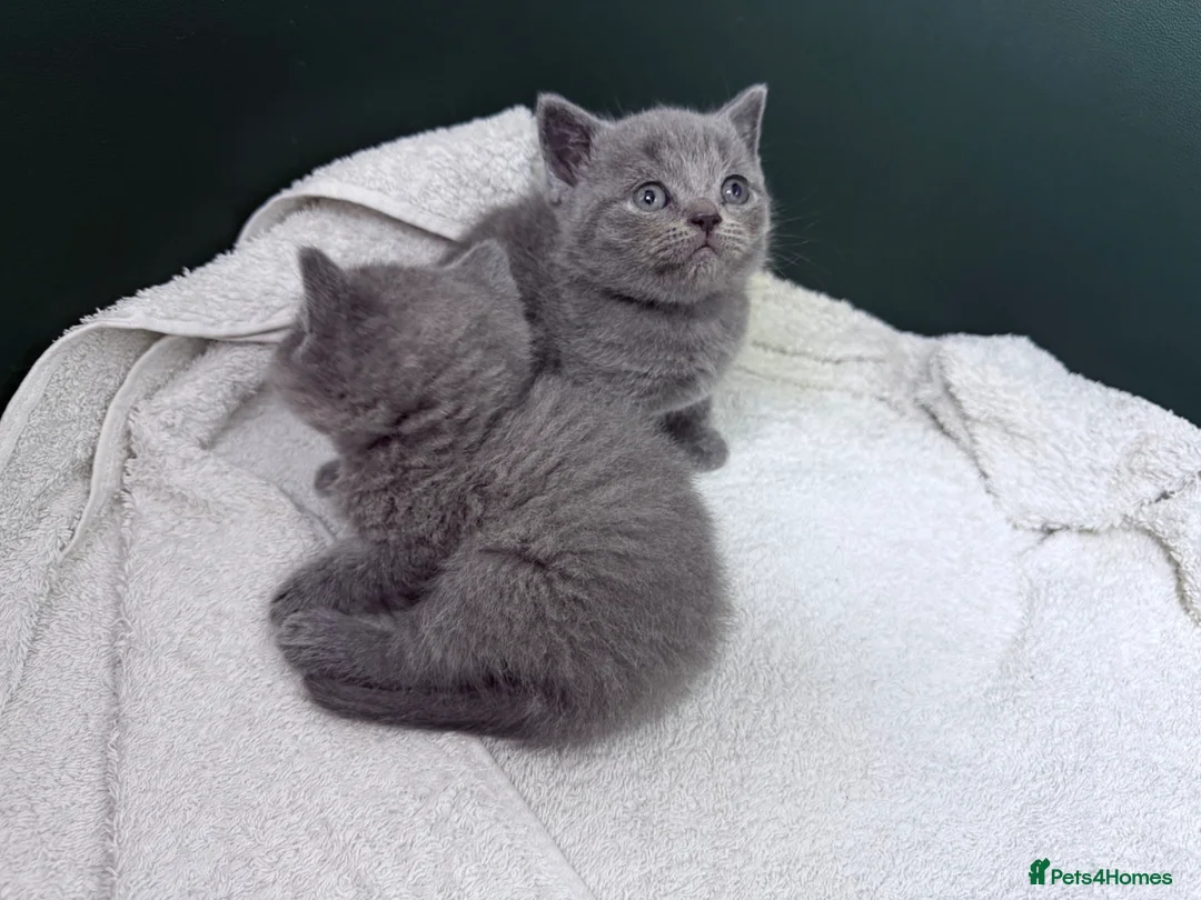British Shorthair cats for sale: British Shorthair Kittens - Advert 2