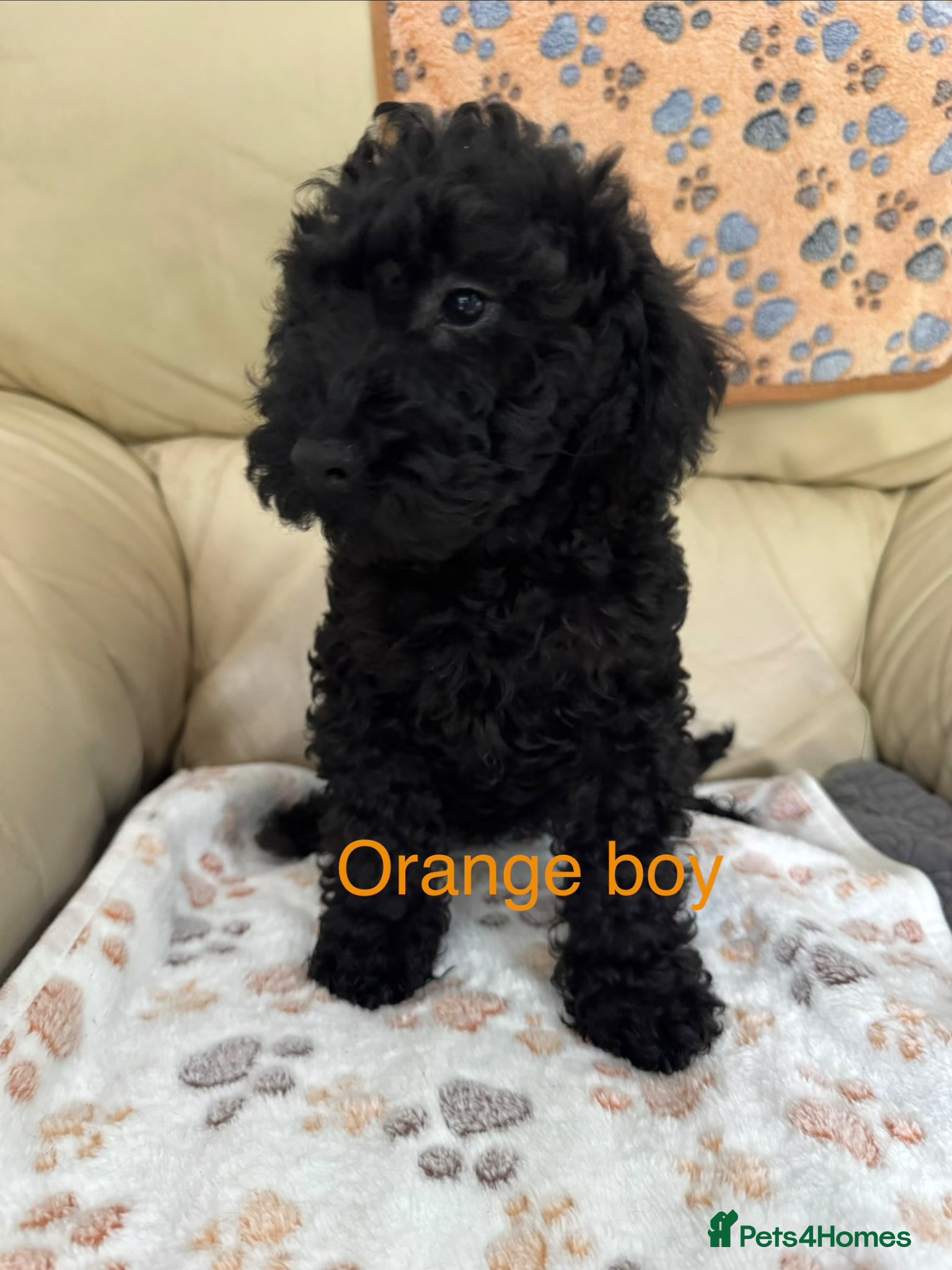Schnoodle dogs Fully vaccinated schnoodle boy - Advert 2