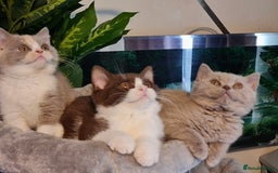 British Shorthair cats for sale: Pure bsh kittens from DNA & genetic tested parents - Image 18