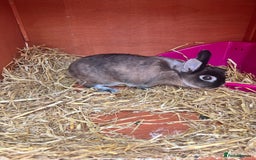 Netherland Dwarf rabbits for sale: Netherland dwarf  - Image 1