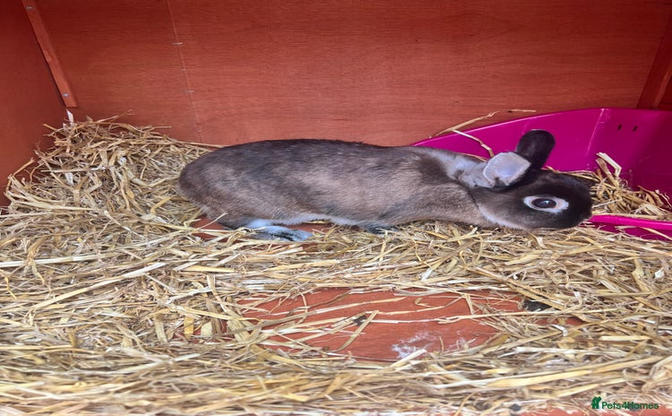 Netherland Dwarf rabbits - Advert 3